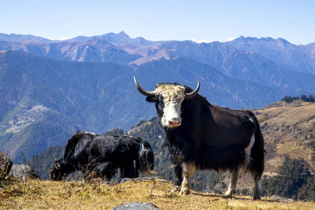Two yaks in the mountains of Bhutan, near Paro