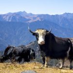 Two yaks in the mountains of Bhutan, near Paro