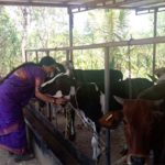 Sirsi woman earns a lac rupees through dairy farming1