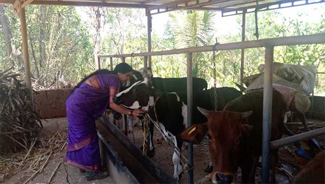 Sirsi woman earns a lac rupees through dairy farming1