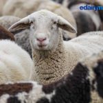 6 Incredible Facts about Sheep Milk