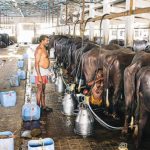 An Overview of the Indian Dairy Sector