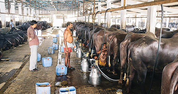 An Overview of the Indian Dairy Sector