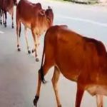 There are 11 designated dairy colonies in the city where over 1 lakh milch cattle are reared. Besides this, a large number of illegal dairies are being run freely all across the city.