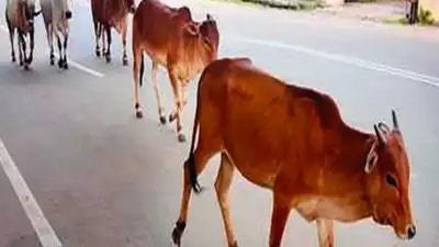 There are 11 designated dairy colonies in the city where over 1 lakh milch cattle are reared. Besides this, a large number of illegal dairies are being run freely all across the city.