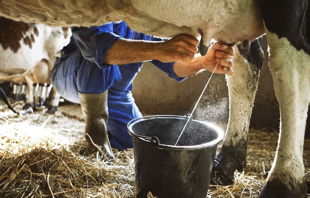 Milk union to help farmers increase production, ensure quality