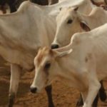 Cow milk, dung have medicinal properties; cow urine has gold