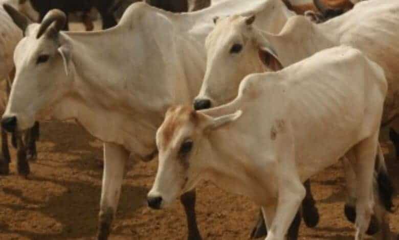 Cow milk, dung have medicinal properties; cow urine has gold