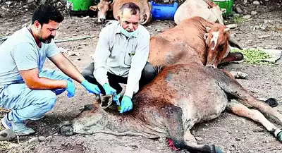 Farmers who lost cows to lumpy to get ₹180cr relief