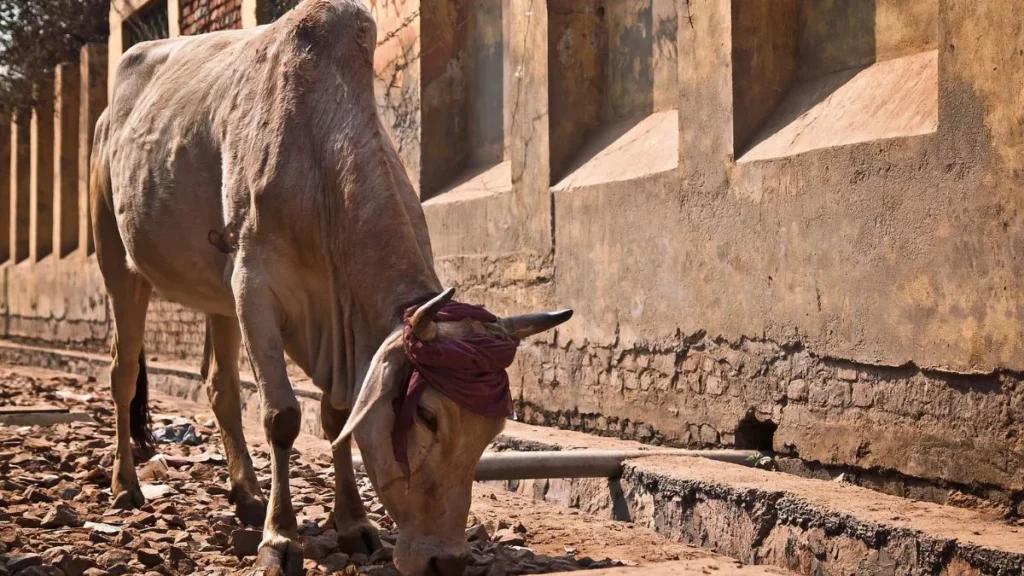 Meghalaya Govt warns not to consume meat or milk of cattle infected with lumpy skin disease