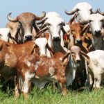 Promotion and conservation of local native cattle breeds