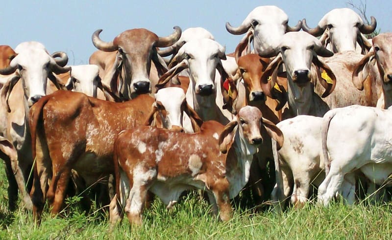 Promotion and conservation of local native cattle breeds