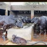 Scorching heat takes heavy toll on milk production; experts offer tips