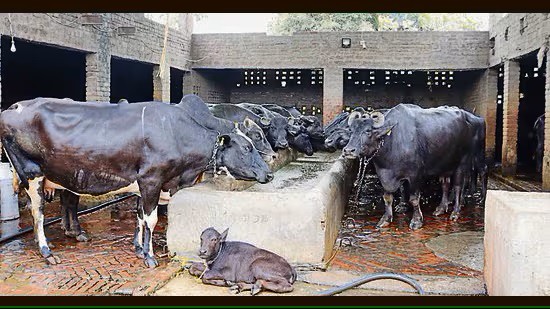 Scorching heat takes heavy toll on milk production; experts offer tips