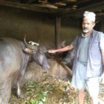 Farmers in Baglung to brand milk of indigenous buffalos