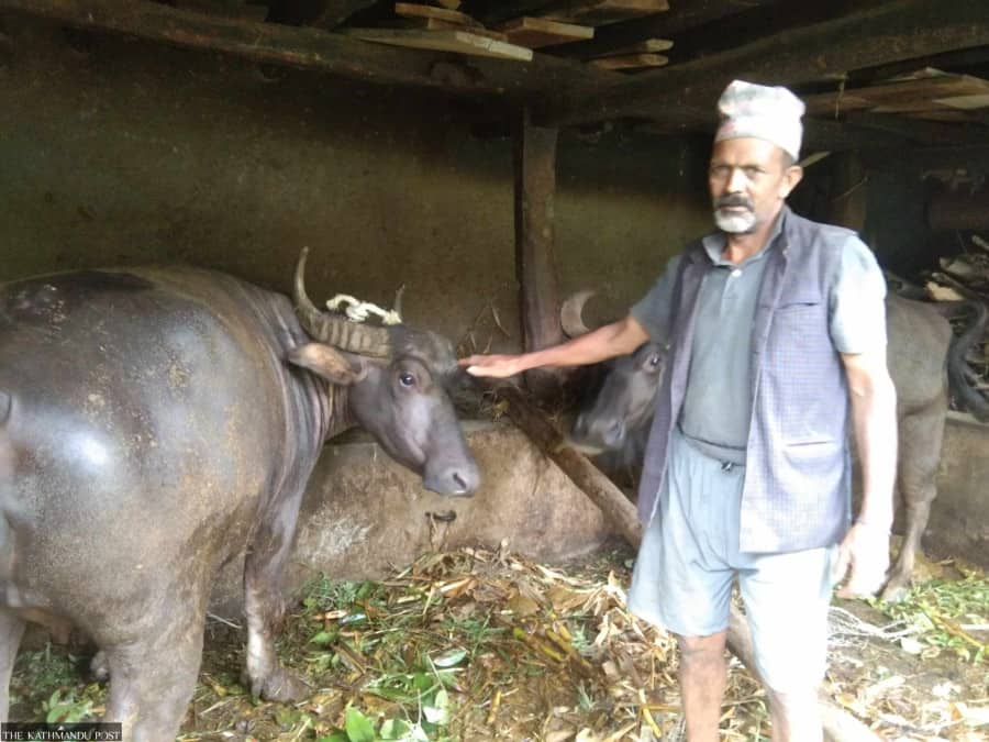 Farmers in Baglung to brand milk of indigenous buffalos