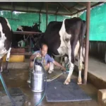 Milk production in India