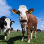 Study Shows Dairy Farmers Somewhat Positive About Sustainability, But Still Face Challenges