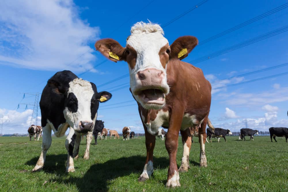 Study Shows Dairy Farmers Somewhat Positive About Sustainability, But Still Face Challenges