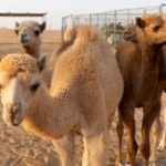 Clearing the funding hump Saudi invests in camel dairy firm to bolster industry growth amid economy diversification