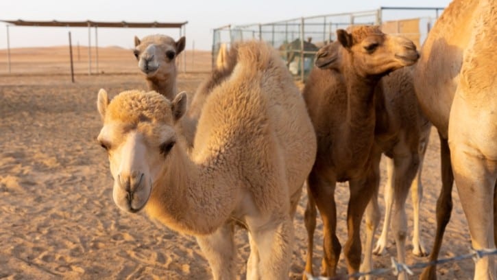 Clearing the funding hump Saudi invests in camel dairy firm to bolster industry growth amid economy diversification