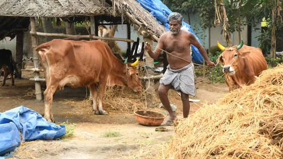 Fodder Farm: Dairy Development Department Eyes Land At Nettukaltheri ...