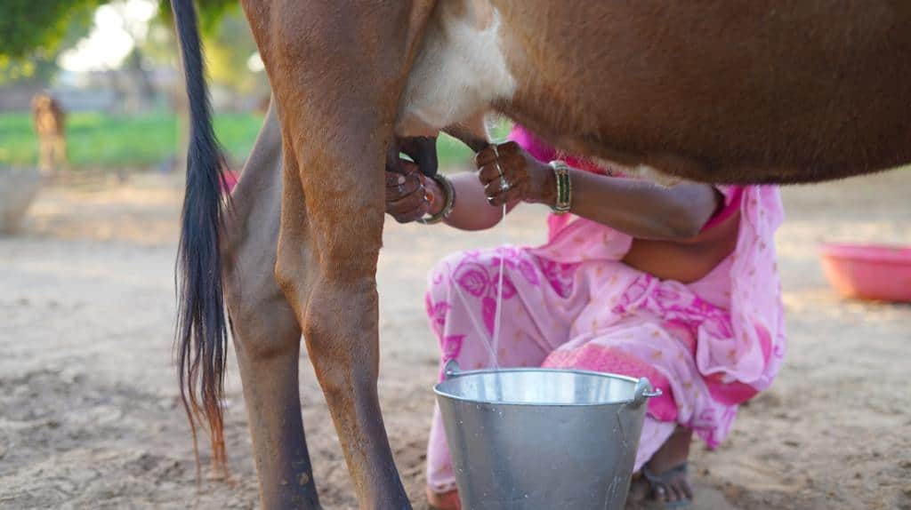 17 million missing Climate change, government policies could deal lethal blow to Indian dairy sector