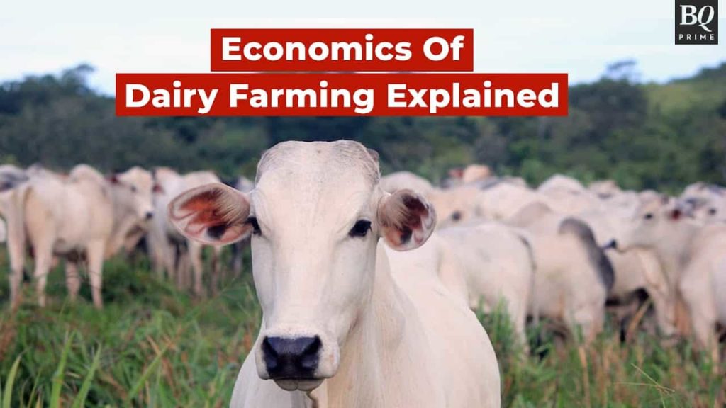 Dairy Farming A Look Into Its Economics