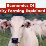 Dairy Farming A Look Into Its Economics