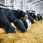 Dairy farmers urge CM Stalin to enhance subsidy for cattle feed