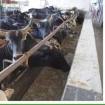 Dairy owners object shifting to cattle colonies in Prayagraj