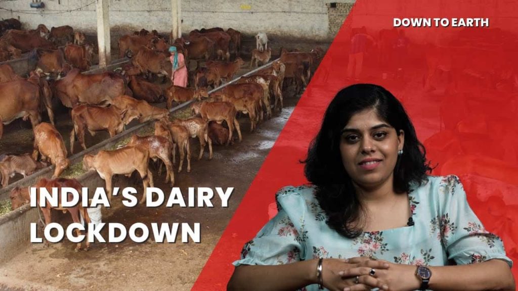 How India’s dairy sector came to a halt during the lockdown