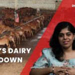 How India’s dairy sector came to a halt during the lockdown