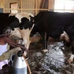 Rs 30,000 loan to dairy farmers under Jagananna Palavelluva