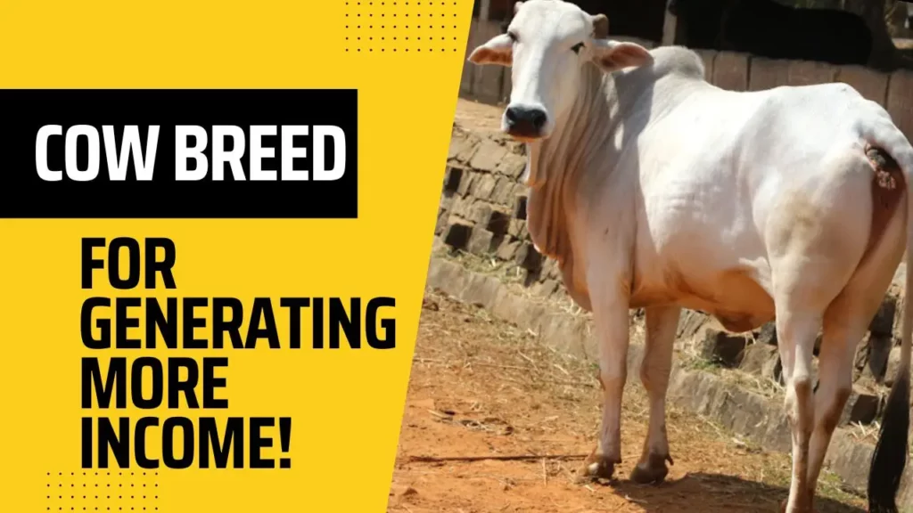 This Breed of Cow Will Give You More Income