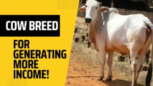 This Breed of Cow Will Give You More Income