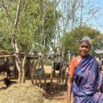 Uthukuli Butter The Case Of Missing Buffaloes And A Small Town’s Identity