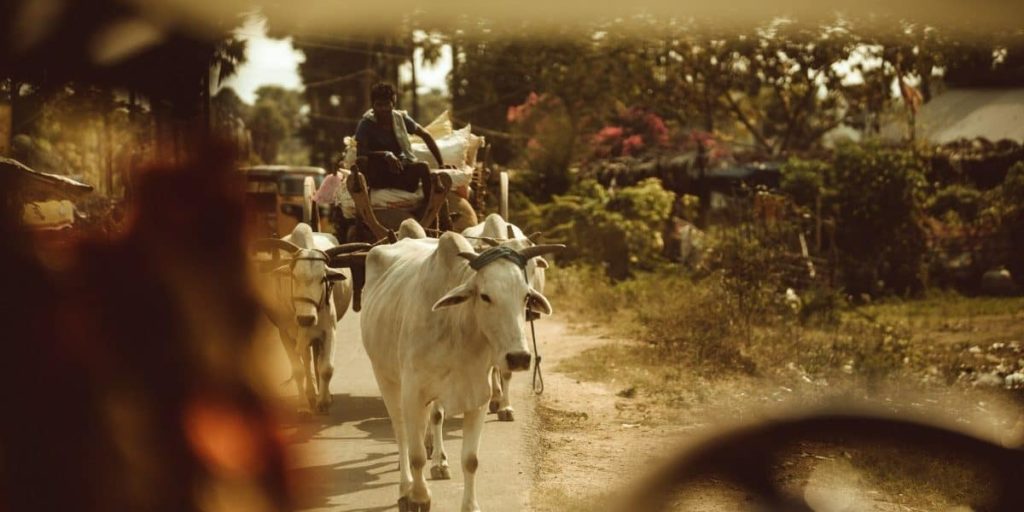 Veganism Isn't the Answer to India's Violent, Brahminical Dairy Industry Politics