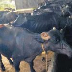 From B. Tech and MBA to dairy farming life at a cattleshed