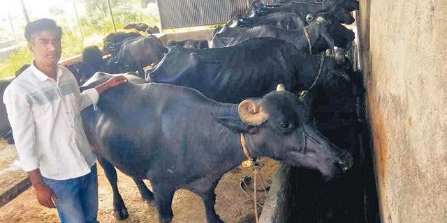 From B. Tech and MBA to dairy farming life at a cattleshed