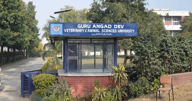 GADVASU holds camp on dairy animals
