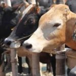 Kerala cattle farmer diagnosed with Brucellosis disease