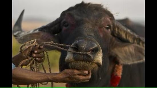 Vet varsity bats for trace minerals to improve dairy animals’ udder health. (HT FILE)