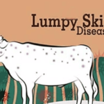 Lumpy Skin Disease A nightmare for cattle farmers