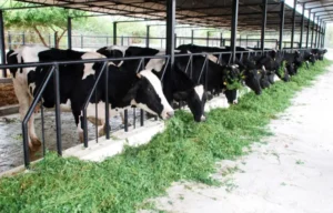 Welfare schemes help boost dairy industry