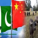 China customs allows Pakistani dairy products to export to China