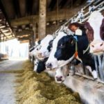 China opens new opportunities for Pakistani value-added dairy products