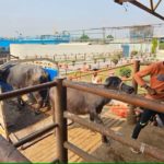 India's buffalo industry 'on the march' in competition with Australia's live cattle trade