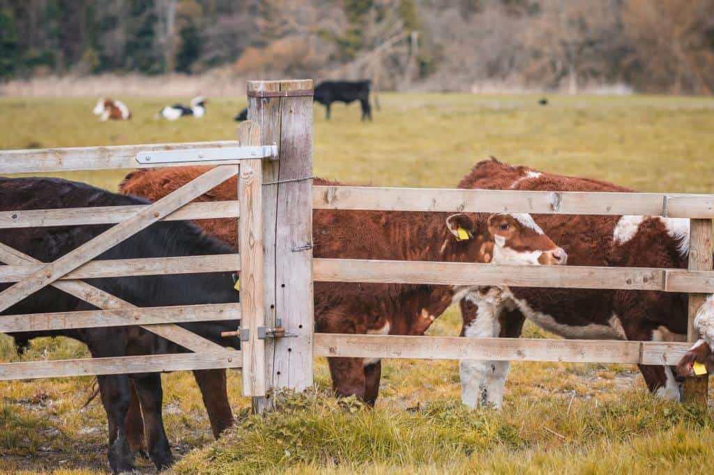 Meat, dairy lobby pushing for new methane metric. How this will enable greenwashing