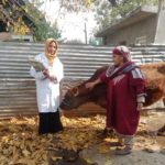 Pashu Sakhis – an emerging grassroots support for dairy farmers